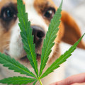 Will thc or cbd hurt a dog?