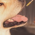 Is cbd and thc good for dogs?